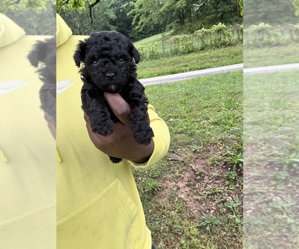 Medium Photo #17 YorkiePoo Puppy For Sale in VANCEBURG, KY, USA