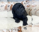 Puppy Louis Labradoodle