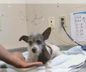 Toxirn Dogs for adoption in Sacramento, CA, USA