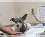 *ROSE - Female Toxirn Dog for Adoption - Small photo