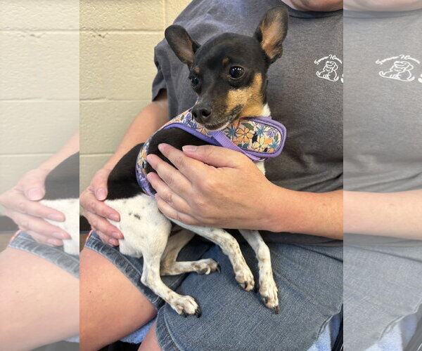 Medium Photo #2 American Rat Pinscher Puppy For Sale in Amarillo, TX, USA