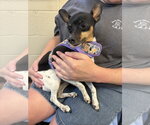 Small #1 American Rat Pinscher