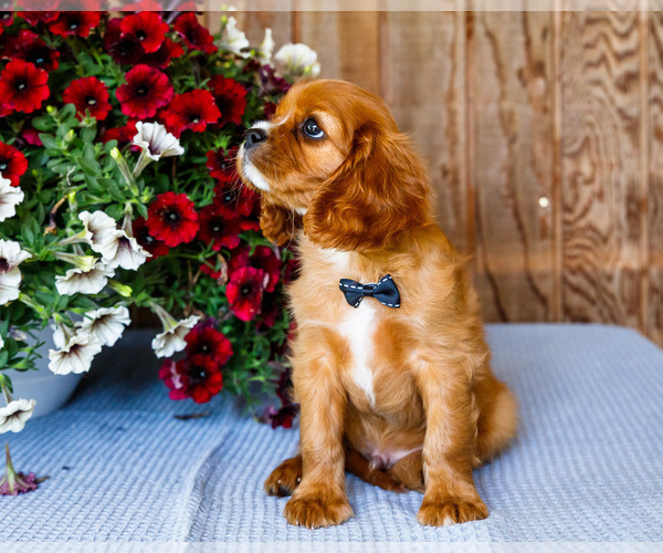 Medium Photo #3 Cavalier King Charles Spaniel Puppy For Sale in WAKARUSA, IN, USA
