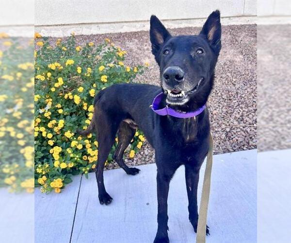 Medium Photo #1 Mutt Puppy For Sale in Las Vegas, NV, USA