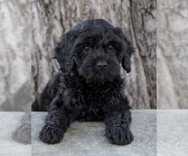 Medium Photo #5 Cavapoo (Miniature)-Goldendoodle Mix Puppy For Sale in SAINT MARYS, KS, USA