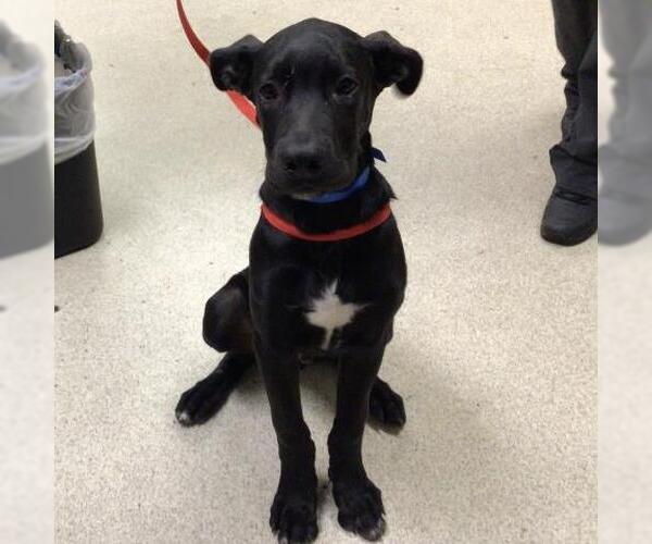 Medium Photo #1 Labrador Retriever Puppy For Sale in Riverside, CA, USA