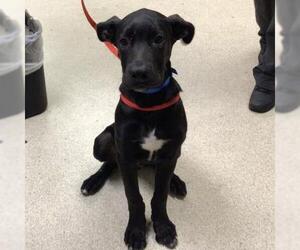 Labrador Retriever Dogs for adoption in Riverside, CA, USA