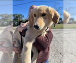 Small Golden Retriever Mix