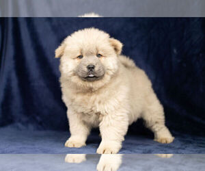 Chow Chow Puppy for Sale in NAPPANEE, Indiana USA