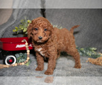 Small Photo #15 Poodle (Miniature) Puppy For Sale in WOLCOTTVILLE, IN, USA
