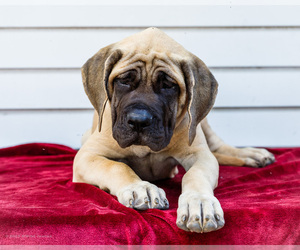 Medium Mastiff