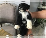 Small Photo #5 Portuguese Water Dog Puppy For Sale in ORLANDO, FL, USA
