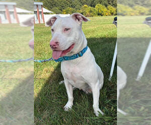 American Pit Bull Terrier Dogs for adoption in Hillsboro, NH, USA