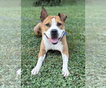 Small #1 American Pit Bull Terrier Mix