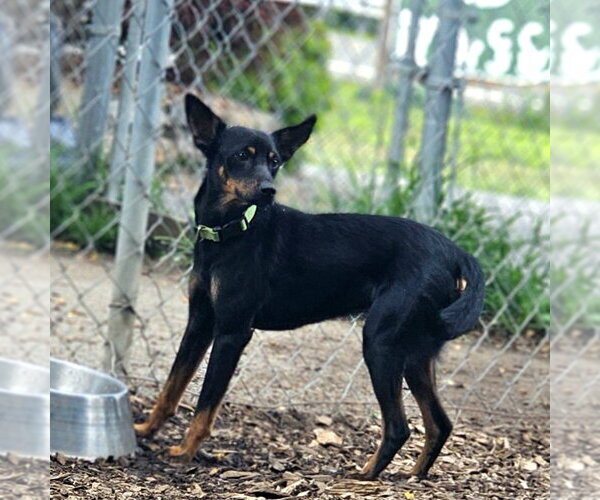 Medium Photo #7 Miniature Pinscher Puppy For Sale in Bloomingdale, NJ, USA