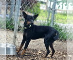 Small #6 Miniature Pinscher