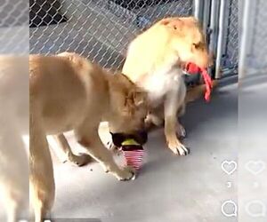 The Golden Boys - Frisco & Gillian - Male Shepradors Dog for Adoption - Photo #4