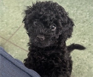 Cavapoo-Poodle (Toy) Mix Puppy for Sale in PENSACOLA, Florida USA