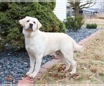 Small Photo #1 Labrador Retriever Puppy For Sale in SYRACUSE, IN, USA