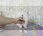 Small Photo #3 Pomeranian Puppy For Sale in FULLERTON, CA, USA