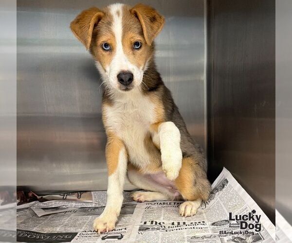 Medium Photo #1 Border-Aussie Puppy For Sale in Washington, DC, USA