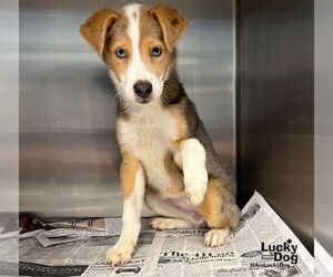 Border-Aussie Dogs for adoption in Washington, DC, USA