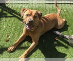 Small #34 Chinese Shar-Pei-Labrador Retriever Mix