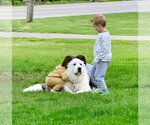 Small Photo #8 Great Pyrenees Puppy For Sale in Germantown, OH, USA