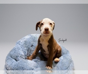 American Pit Bull Terrier Puppy for sale in RICHMOND, CA, USA