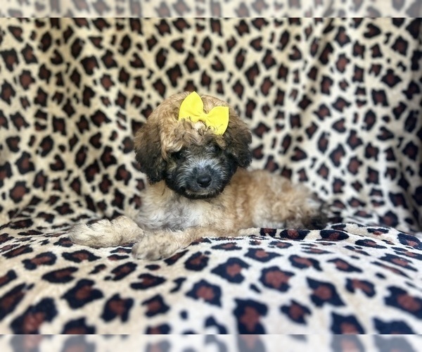 Medium Photo #10 Cavapoo Puppy For Sale in LAKELAND, FL, USA