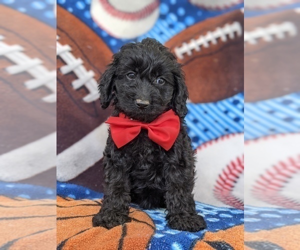 Medium Photo #6 Cocker Spaniel-Poodle (Miniature) Mix Puppy For Sale in NOTTINGHAM, PA, USA