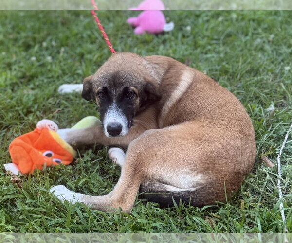 Medium Photo #3 Mutt Puppy For Sale in Yardley, PA, USA