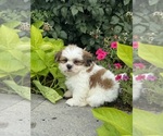 Small #3 Shih Tzu