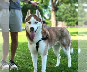 Siberian Husky Dogs for adoption in Lancaster, PA, USA