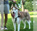 Small Siberian Husky
