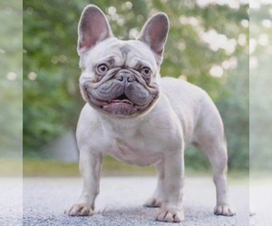 Mother of the French Bulldog puppies born on 07/11/2023
