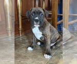 Small #2 Boxer