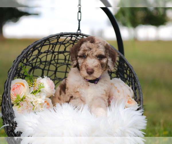 Medium Photo #2 Bordoodle Puppy For Sale in STRAFFORD, MO, USA