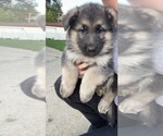 Small Photo #1 German Shepherd Dog Puppy For Sale in WARREN, MI, USA