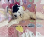 Small Photo #6 Sheepadoodle Puppy For Sale in BELLEFONTE, PA, USA