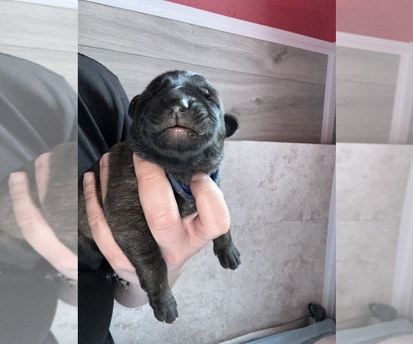 Medium Photo #3 German Shepherd Dog Puppy For Sale in LAKE ELSINORE, CA, USA