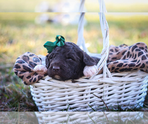 Boston Terrier Puppy for sale in LINDEN, TN, USA