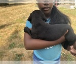Small #19 Cane Corso-Rottweiler Mix