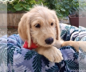 Labradoodle Puppy for sale in FAIR OAKS, CA, USA