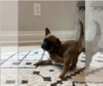 Small Photo #3 Boxador Puppy For Sale in Brewster, NY, USA