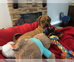 Small #9 Pug Mix