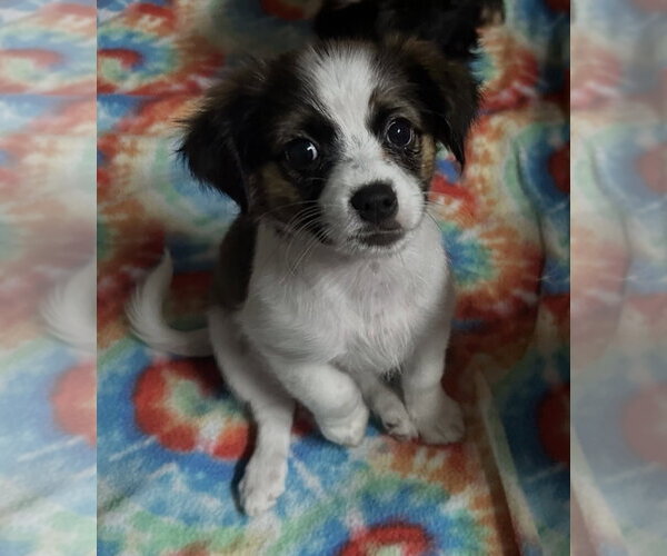 Medium Photo #1 Pekalier Puppy For Sale in Valrico, FL, USA