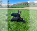 Small Photo #1 Doberman Pinscher Puppy For Sale in DUCHESNE, UT, USA