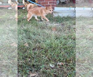 Audry - Female Mutt Dog for Adoption - Photo #3