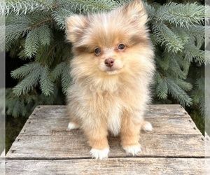 Pomeranian Puppy for sale in MIDDLEBURY, IN, USA